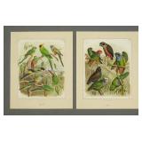 Natural History Prints
