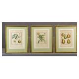 Set of (3) 18th c. Fruit Study Prints