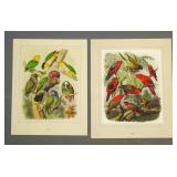 Natural History Prints