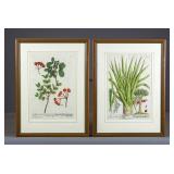 Pair of Early Botanical Prints