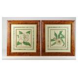 Pair 18th c. Botanical Prints