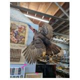 WILD TURKEY FLYING MOUNT