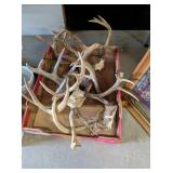 DEER ANTLER COLLECTION