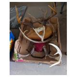 WHITETAIL ANTLERS