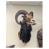 MOUFLON RAM MOUNT - 20x15x17