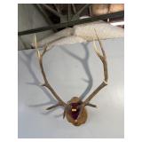 13PT ELK MOUNT - 36IN SPREAD, APPROX 60 TALL