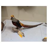 DARK THROATED GOLDEN RED PHEASANT - 34' BIRD