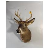 8PT WHITETAIL BUCK MOUNT - 11.5IN SPREAD