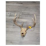 8 POINT DEER SKULL