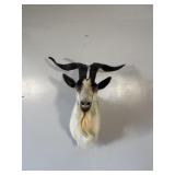 CATALINA GOAT SHOULDER MOUNT