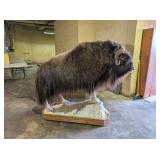 STANDING MUSK OX MOUNT - 77IN LONG, 68T, 32W
