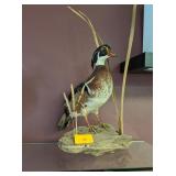 MALLARD WOOD DUCK MOUNT