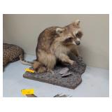 'RACCOON'S DAY AT THE BEACH' MOUNT