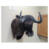 BLACK WILDEBEAST MOUNT - 18x32x29