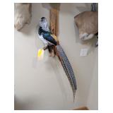 LADY AMHERST PHEASANT MOUNT - 46' BIRD LENGTH