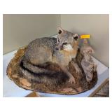 GRAY FOX MOUNT - 23x19