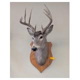 10 POINT DEER MOUNT