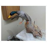 LANDING MALLARD MOUNT ON WOOD - 32x36x28