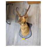 PRONG HORN ANTELOPE MOUNT