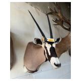AFRICAN GEMSBOK SHOULDER MOUNT, 31IN ANTLERS