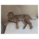 BOBCAT MOUNT - 29x20