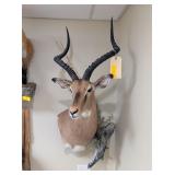 IMPALA SHOULDER MOUNT - 42x18x22