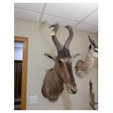 RED HARTBEAST MOUNT - 18x40x26