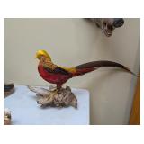 RED GOLDEN PHEASANT MOUNT - 32' BIRD LENGTH