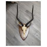 MOUNTED IMPALA  ANTLERS