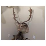 FALLOW DEER WALL MOUNT - 28x45x23