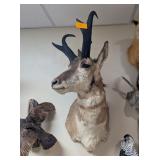 PRONG HORN ANTELOPE MOUNT - 30x13x20