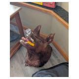 WILD BOAR WALL MOUNT - 19x13x22'