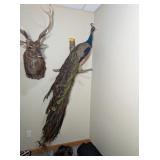 PEACOCK WALL MOUNT - 78' IN LENGTH