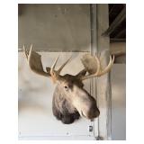 MOOSE TAXIDERMY SHOULDER MOUNT, +45IN WIDE