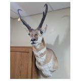 PRONG HORN ANTELOPE MOUNT - 36x14x20