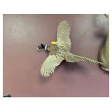 FLYING PHEASANT MOUNT