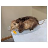 OPOSSUM MOUNT