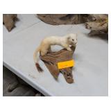 SMALL MINK MOUNT