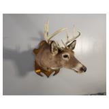 8PT BUCK MOUNT - 14.5IN SPREAD