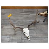 6 POINT DEER SKULL MOUNT