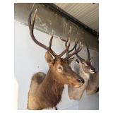5X5 ELK SHOULDER MOUNT