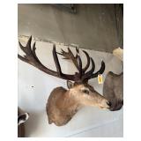 RED STAG SHOULDER TAXIDERMY MOUNT, 42IN ANTLERS