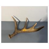 MOOSE ANTLER SHED