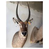AFRICAN WATERBUCK SHOULDER MOUNT
