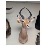 IMPALA MOUNT - 13x30x16