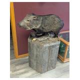 JAVELINA MOUNT ON HEXAGONAL BASE - 34x24x48