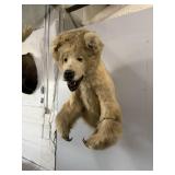 BROWN BEAR 3/4 MOUNT - HUGE!