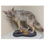 COYOTE MOUNT - 33x30