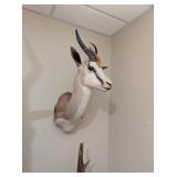 SPRINGBOCK WALL MOUNT - 27x12x18