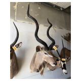 KUDU AFRICAN SHOULDER MOUNT, 40IN ANTLERS